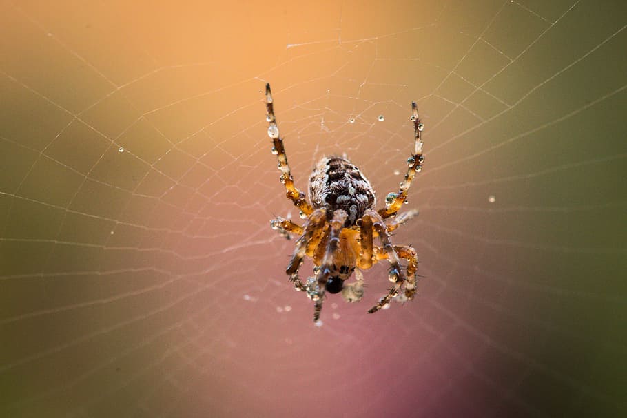 Garden Spider, Araneus Diadematus, cobweb, spider macro, close, HD wallpaper