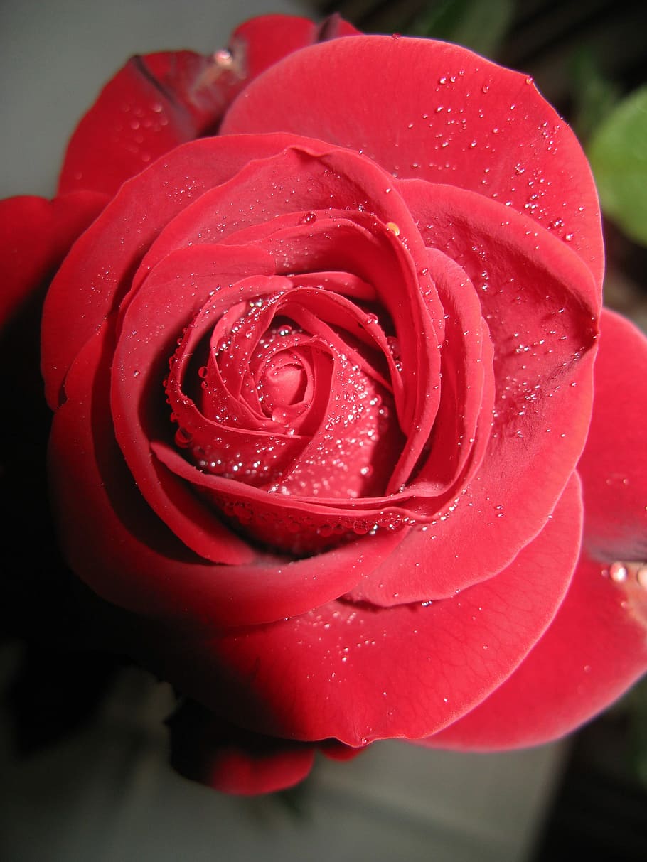 flower, rose, blossom, flowering plant, rose - flower, freshness HD wallpaper