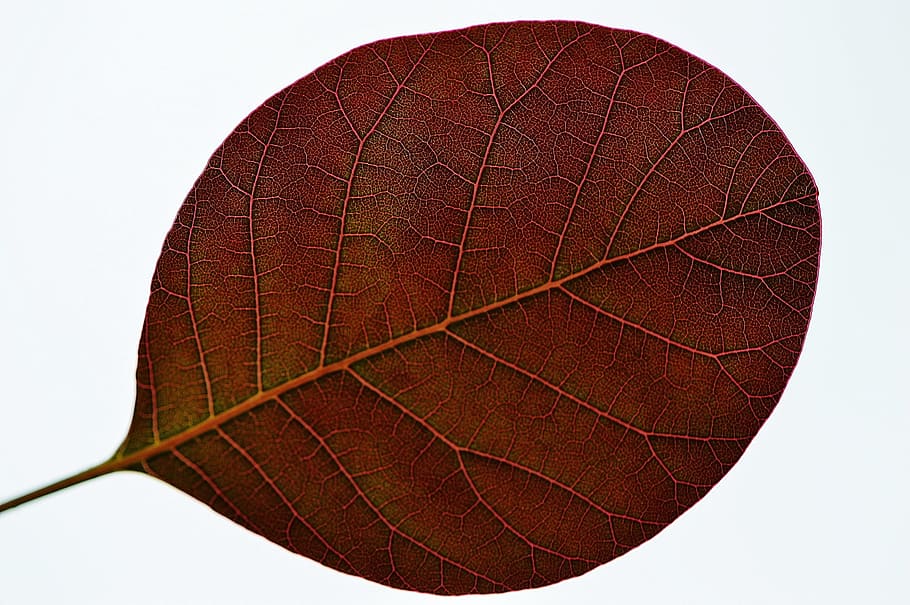 ovate brown leaf, plant, nature, red, sport, textured, single object
