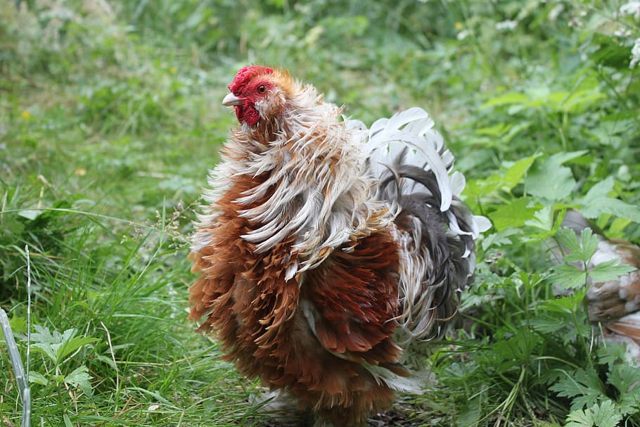 hahn, chicken, chickens, bird, animal, poultry, farm, plumage HD wallpaper