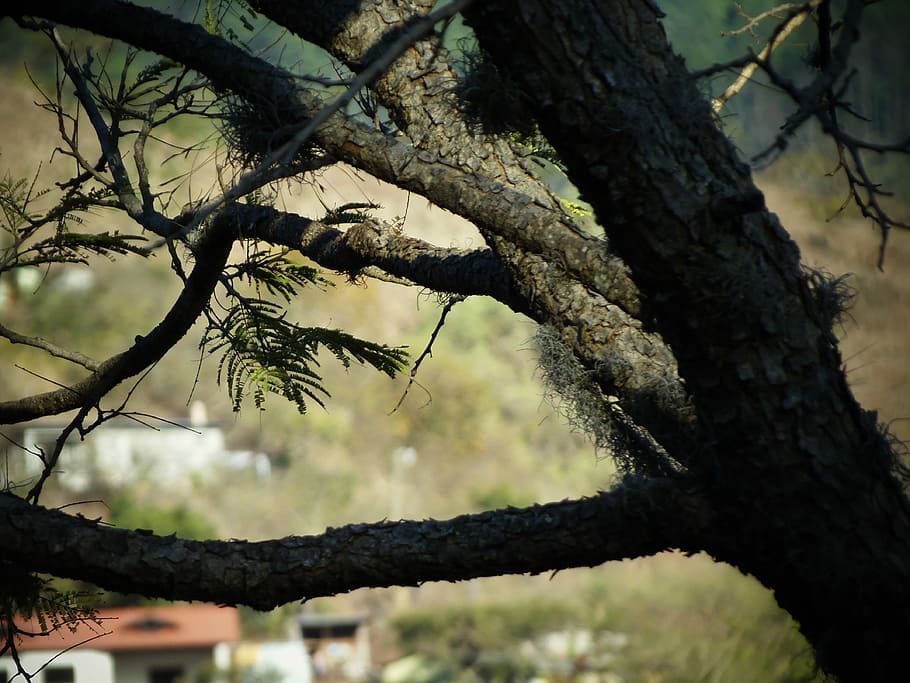 Tree, Forest, Landscape, Nature, trees, park, tree trunk, branch HD wallpaper