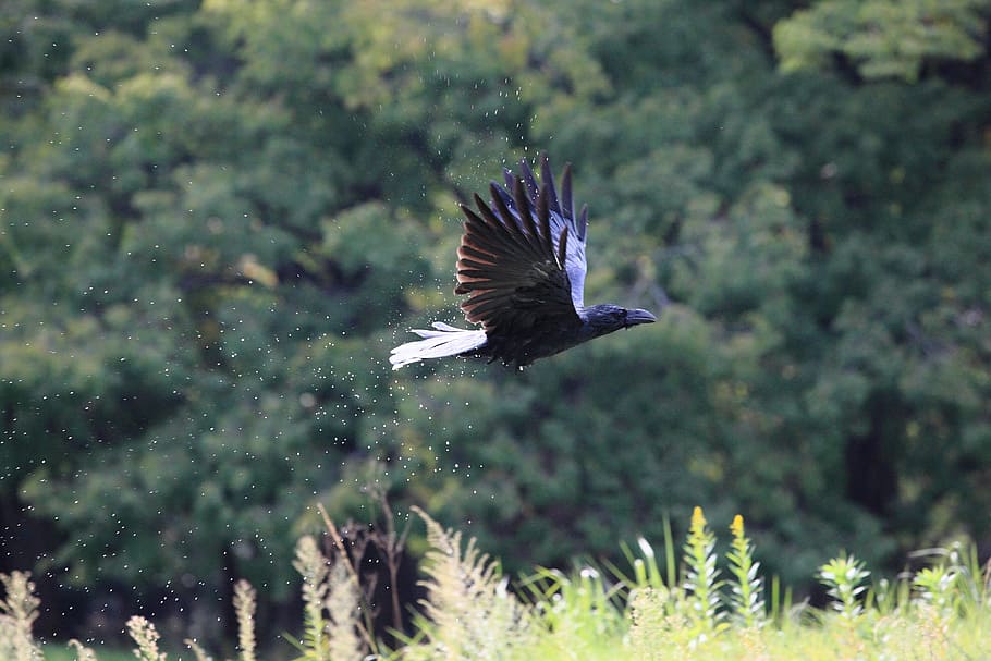 animal, bill, bird, crow, flying, nature, plumage, wildlife HD wallpaper