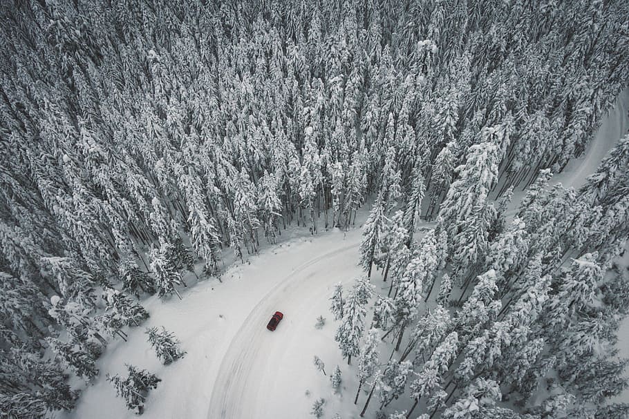 bird's eye view photo of red car near curved road surrounded with trees HD wallpaper