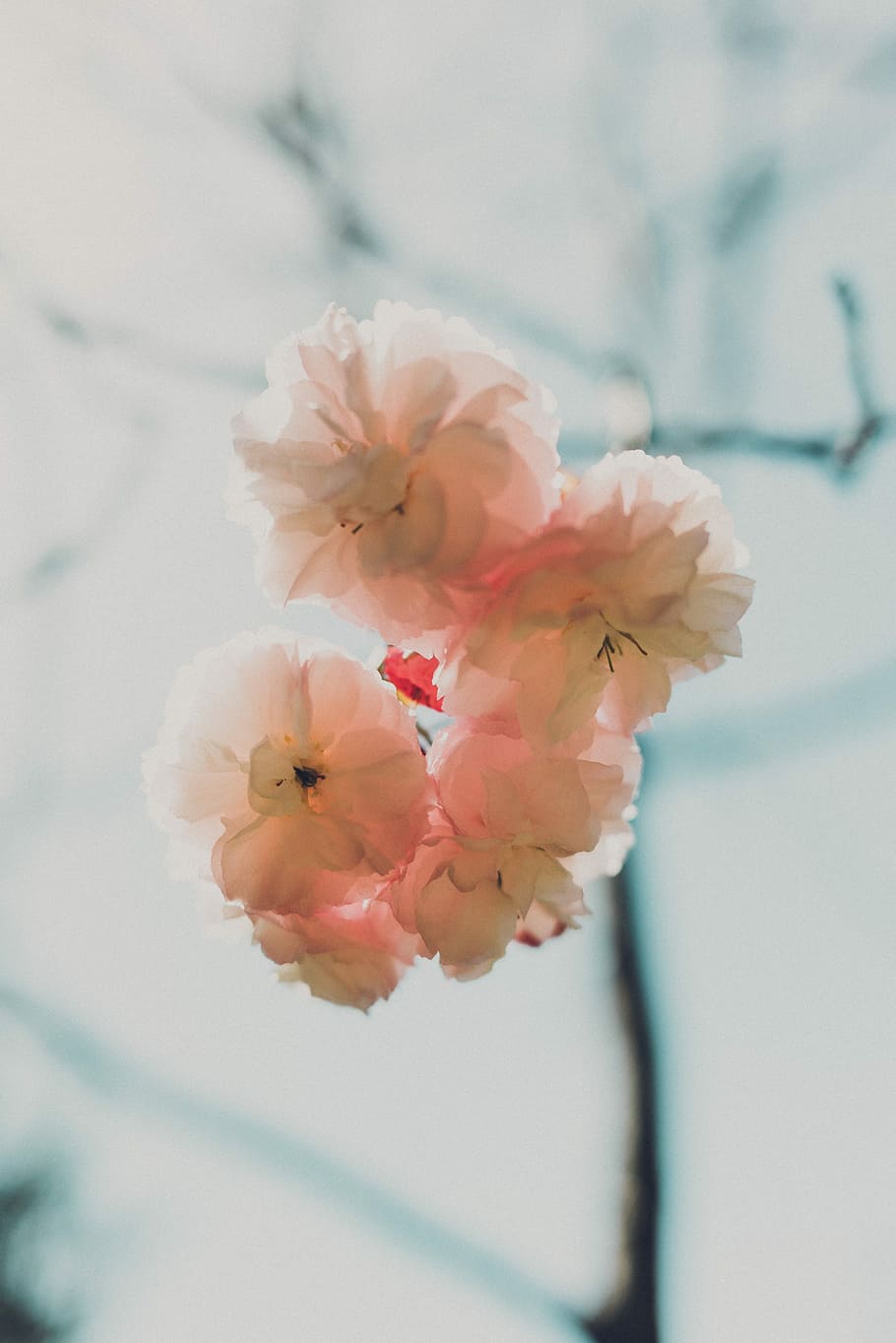 white multi-petaled flowers on macro shot, white and pink cherry blossoms in closeup photo HD wallpaper