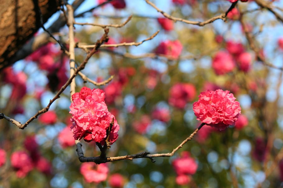 nature, spring, blooms, pink, tree, sunny, floral, background HD wallpaper