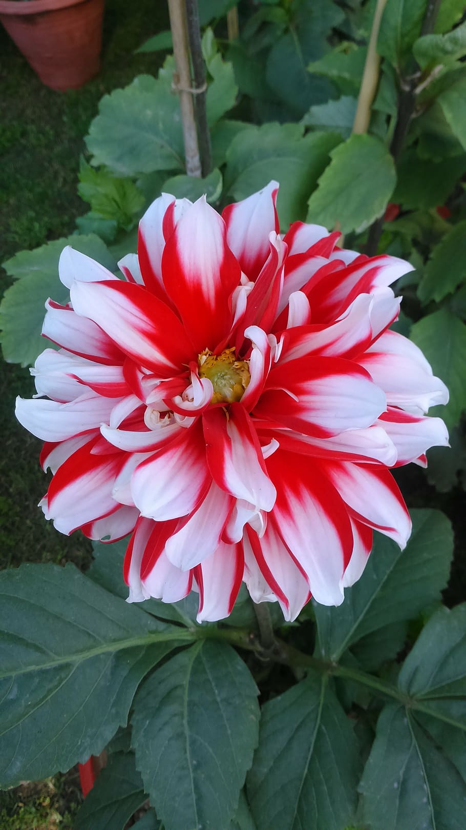 flower, nature, spring, leaf, flowering plant, petal, fragility HD wallpaper