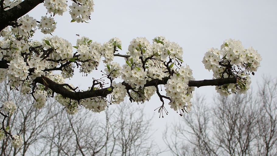 Flower, Crabapple, White, Bloom, Spring, tree, branch, nature, HD wallpaper