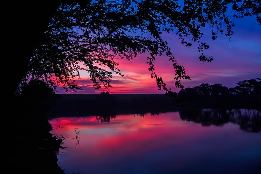 twilight, the tree, reflection, water, sky, tranquility, beauty in nature HD wallpaper