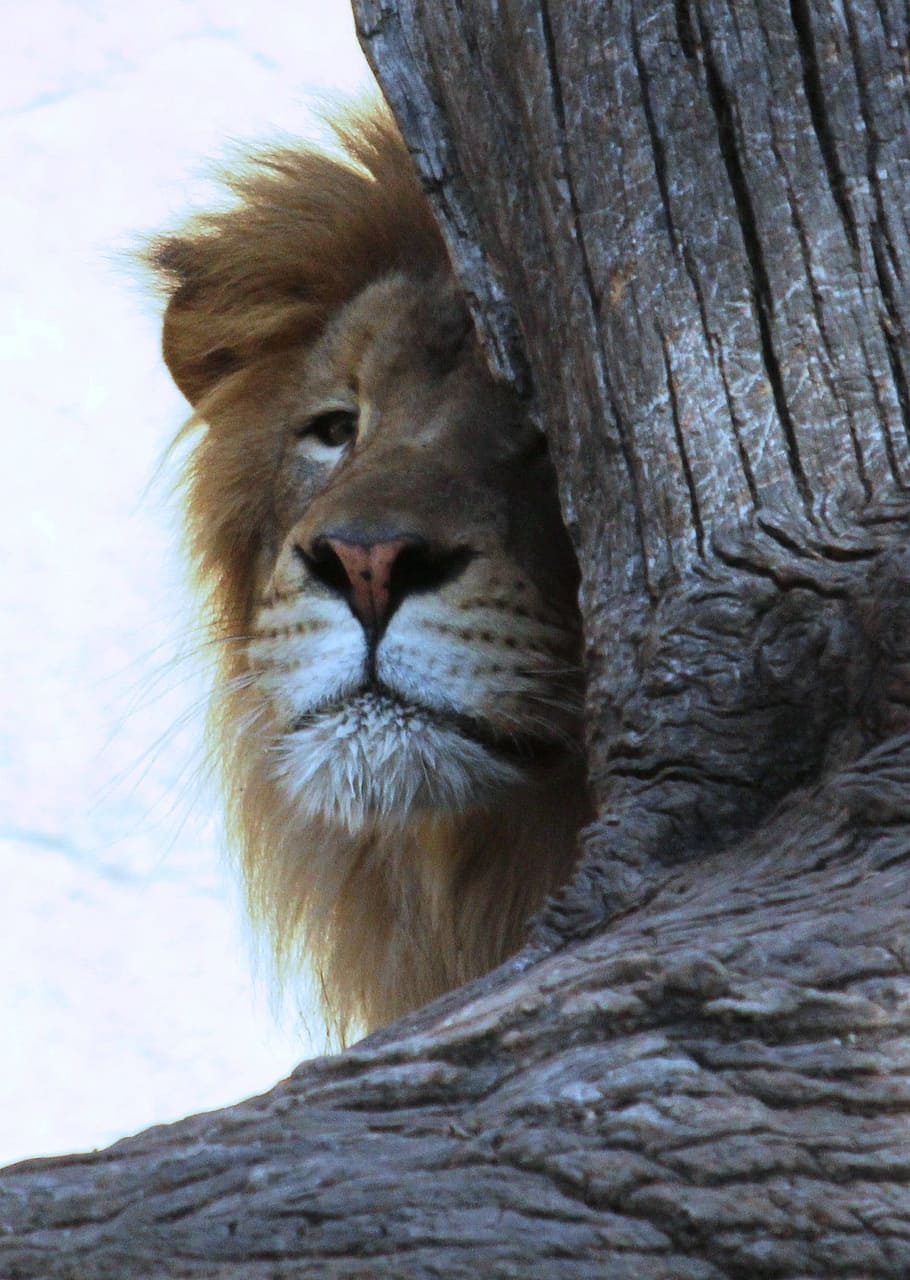 brown lion hiding behind a tree, Wild, Wildlife, Animal, leo, HD wallpaper