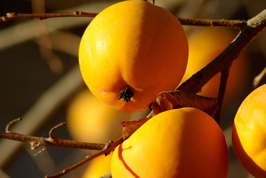 fruit, khaki, orange, persimmon, fall, food, citrus Fruit, freshness HD wallpaper