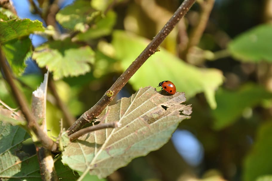 ladybug, insect, garden, flowers, red, green, leaf, nature HD wallpaper