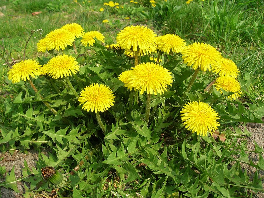 dandelion, spring, plant, nature, flower, may, greens, flowering plant HD wallpaper