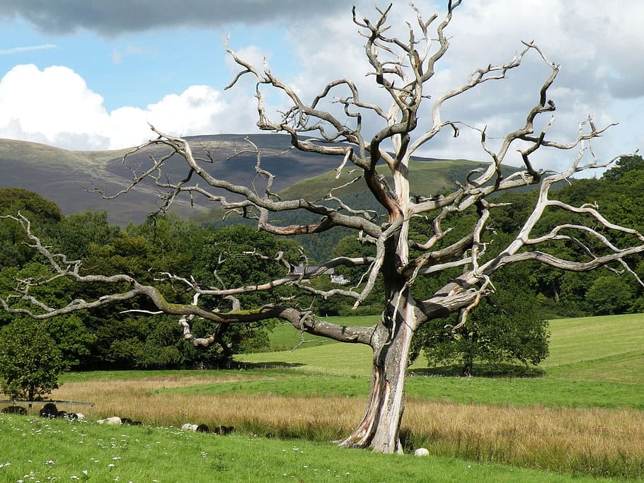 grey dead tree near on green and brown grass field near green mountains under cloudy sky during daytime HD wallpaper