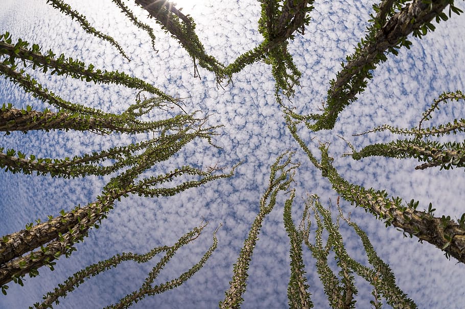 low-angle photography of trees under white clouds and blue sky HD wallpaper