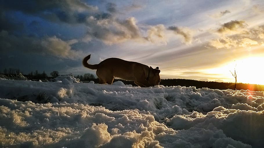 what is a snow dog in the sky