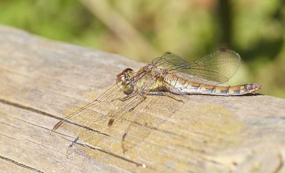 dragonfly, brown, wing, insect, nature, tribe, animal, close-up HD wallpaper