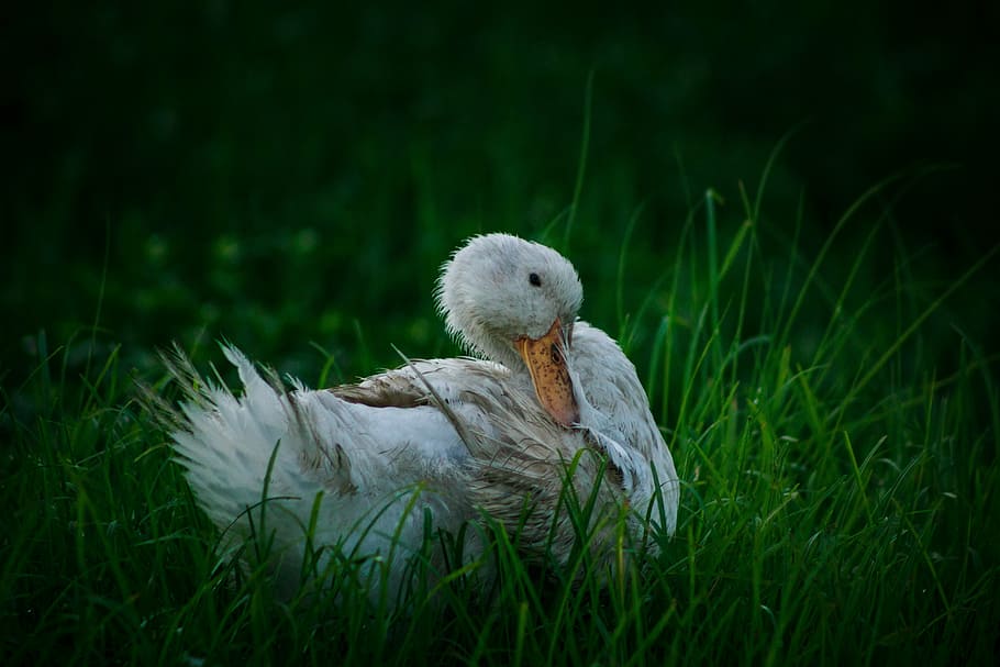 white, duck, white duck, bird, animal, nature, cute, wildlife HD wallpaper