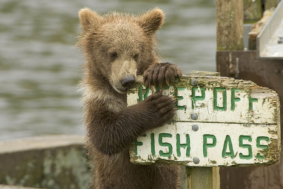 brown bear holding on white wooden fish pass signage during daytime HD wallpaper