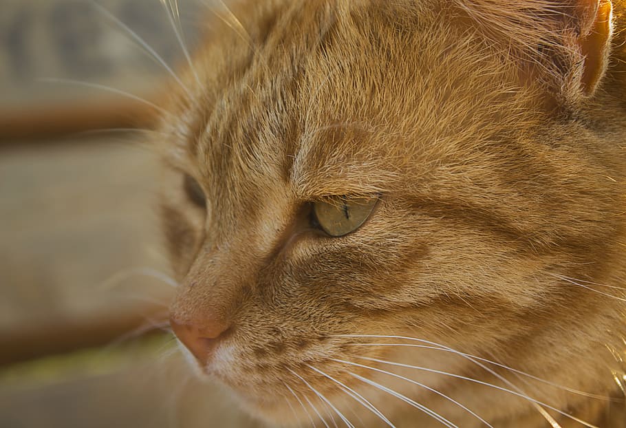 cat, cute, animals, kitten, native, feline, mammal, domestic cat HD wallpaper