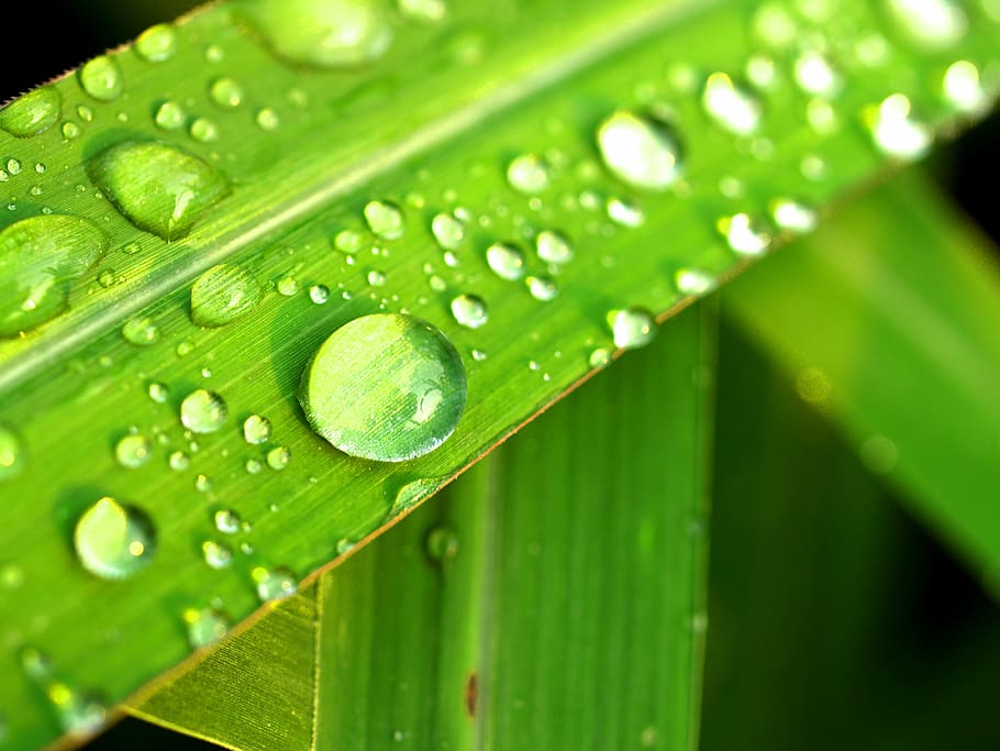 water, drops, leaf, grass, green, dew, rain, closeup, life HD wallpaper