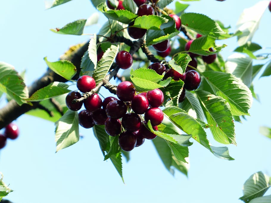 cherry, sweet cherry, red, fruit, healthy, leaves, branch, summer HD wallpaper