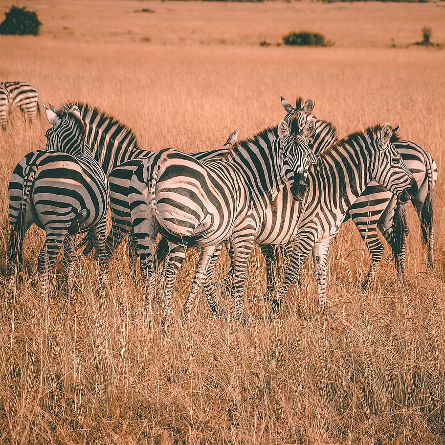 herd of zebras during daytime, zebra on brown farm, wild, wildlife HD wallpaper
