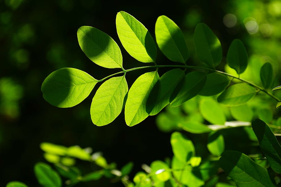common maple, leaf, green, robinia, leaf veins, filigree, leaf structures HD wallpaper