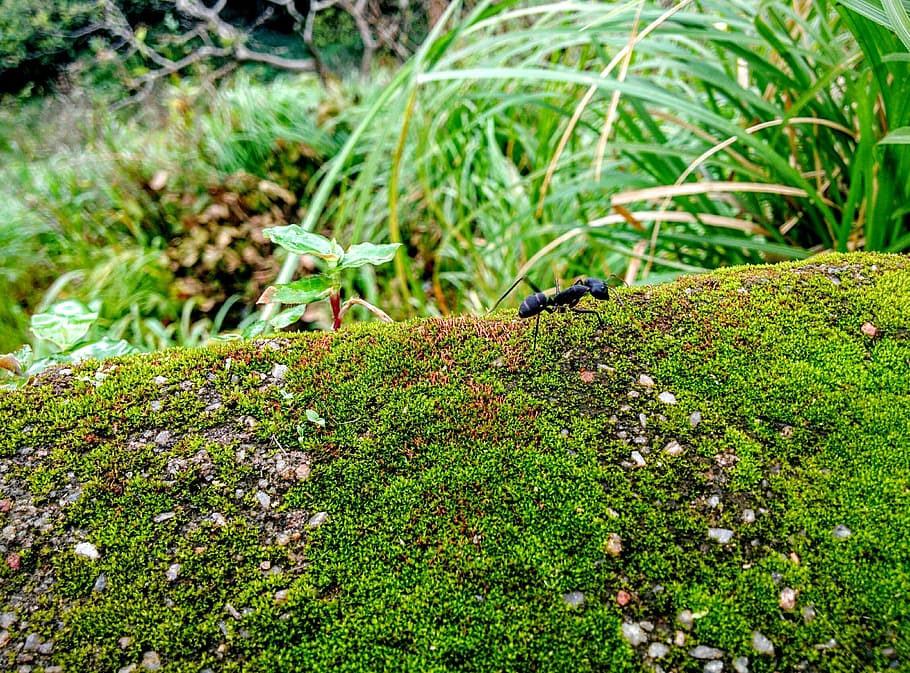 ant, moss, macro, bug, insect, nature, lush, vibrant, vegetation HD wallpaper