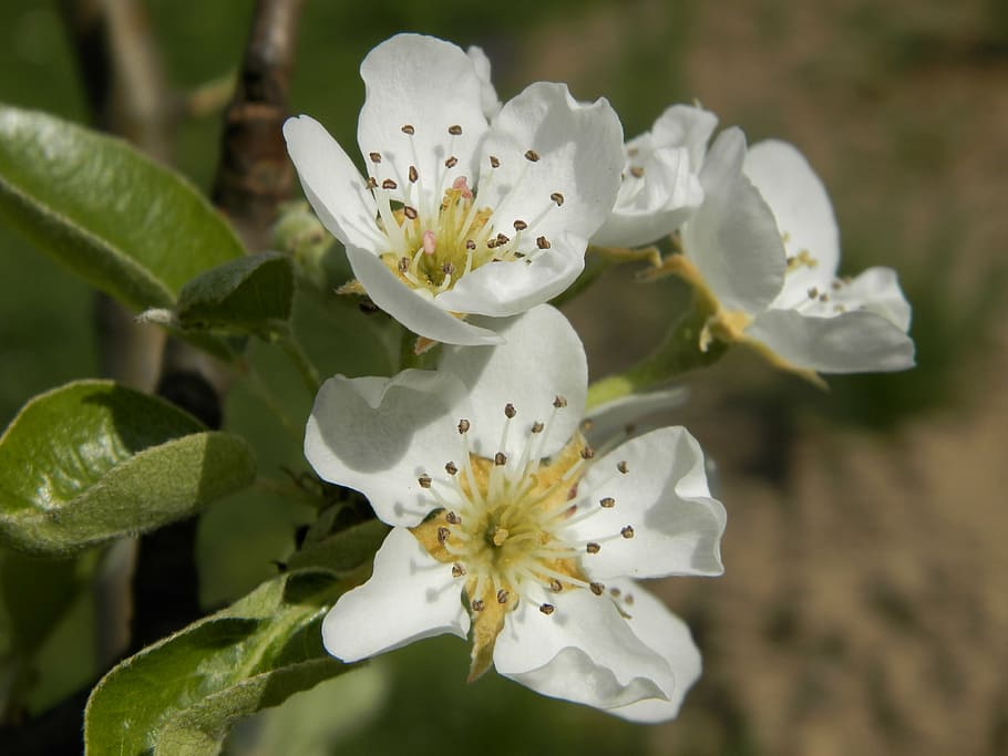flower, sprig, pear, spring, nature, flowering plant, fragility HD wallpaper