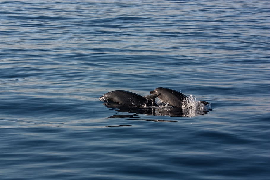 animals, dolphin, dolphins, sea, water, mediterranean, mallorca HD wallpaper