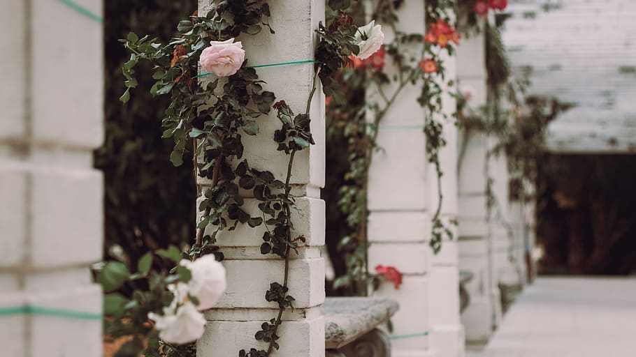 white petaled roses on white concrete pillar, selective focus photo of white petaled flowers HD wallpaper