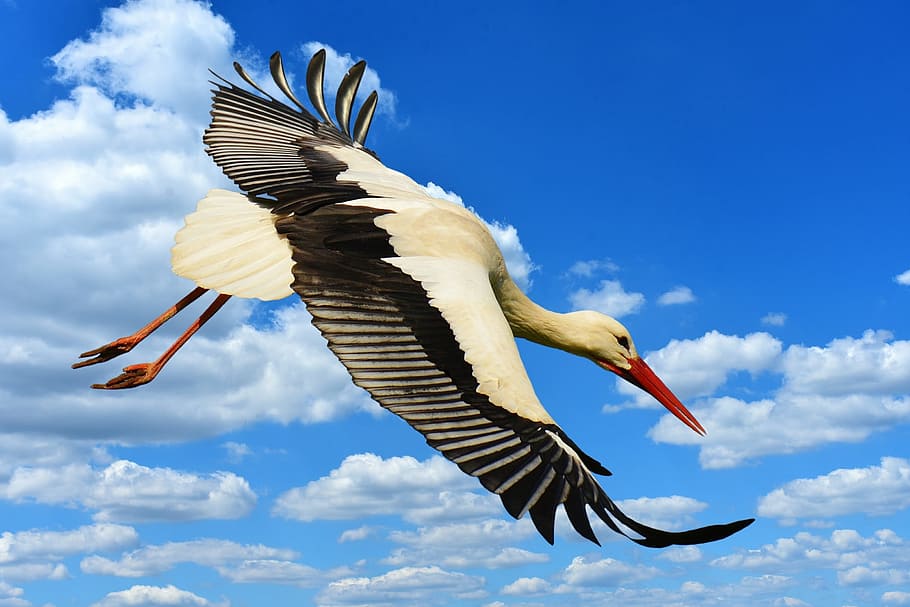 stork, fly, landing, elegant, feather, bird, plumage, nature HD wallpaper