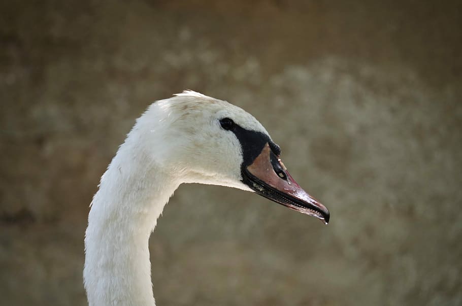 Swan, Bird, White, Aqueous, Feathers, beak, one animal, animals in the wild HD wallpaper