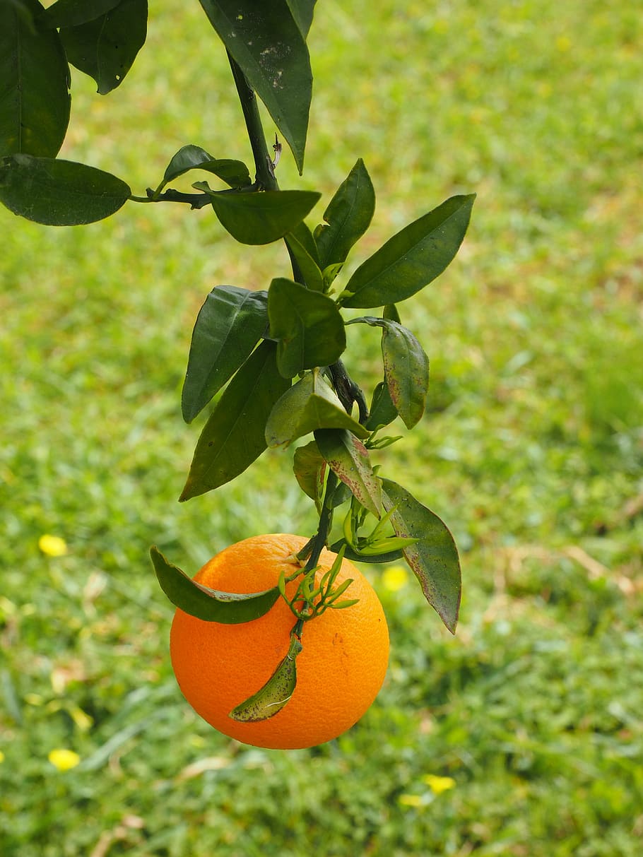 orange, fruit, orange tree, periwinkle, citrus, diamond green HD wallpaper