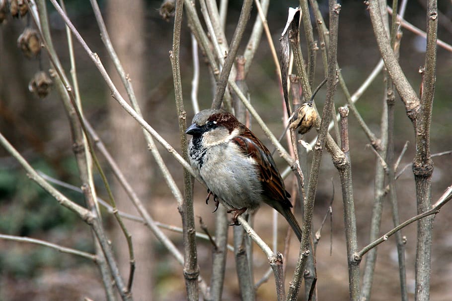 sparrow, tree, birds, animal themes, animal wildlife, animals in the wild HD wallpaper