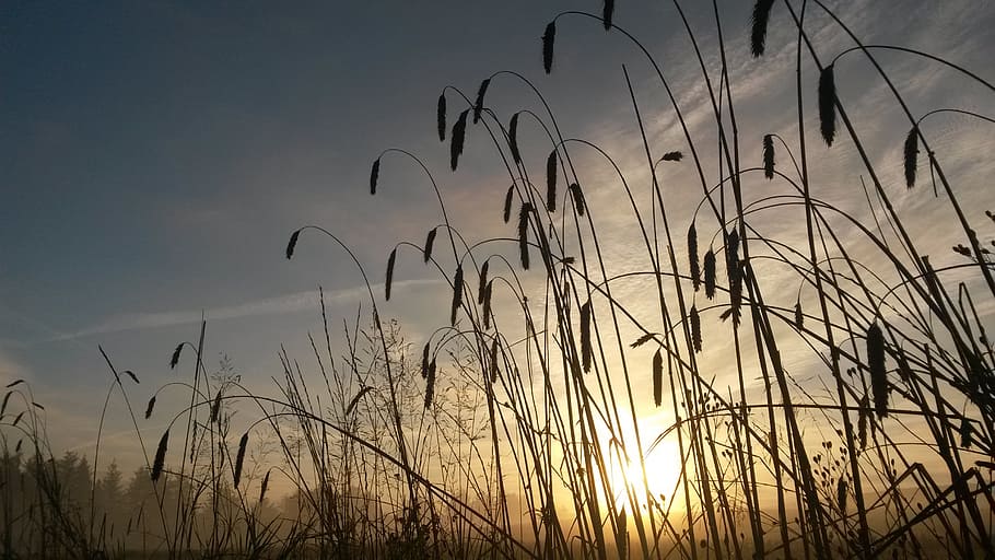 grain, sunrise, natural, mark, morning, sky, beauty in nature HD wallpaper