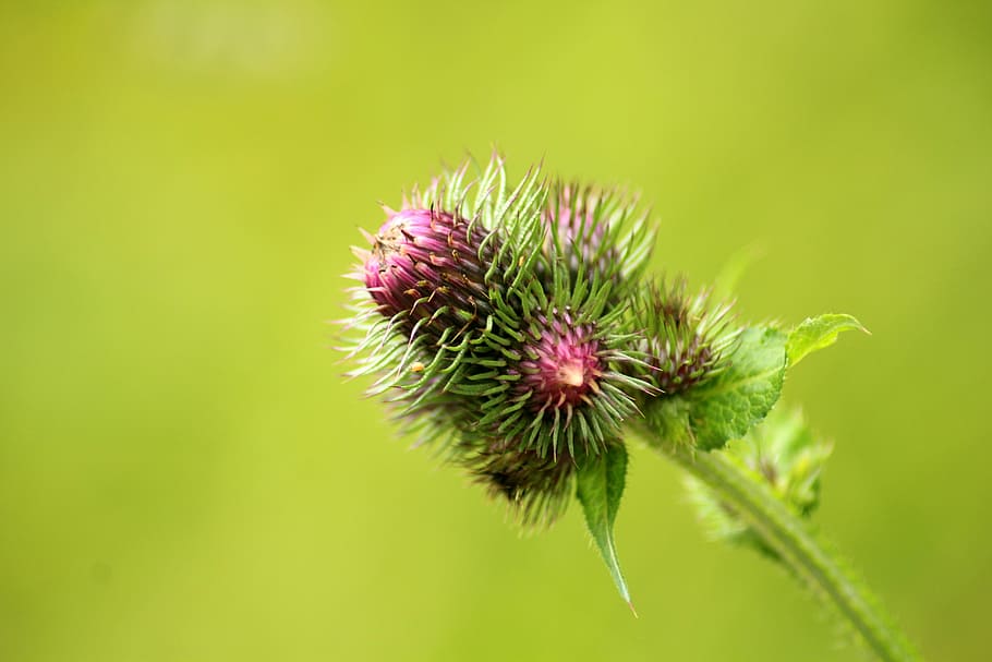 close-up photo of purple thistle flower bud, plant, barbed HD wallpaper