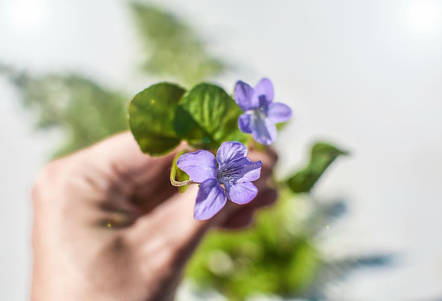 violet, flower, spring, floral, purple, blossom, summer, bloom HD wallpaper