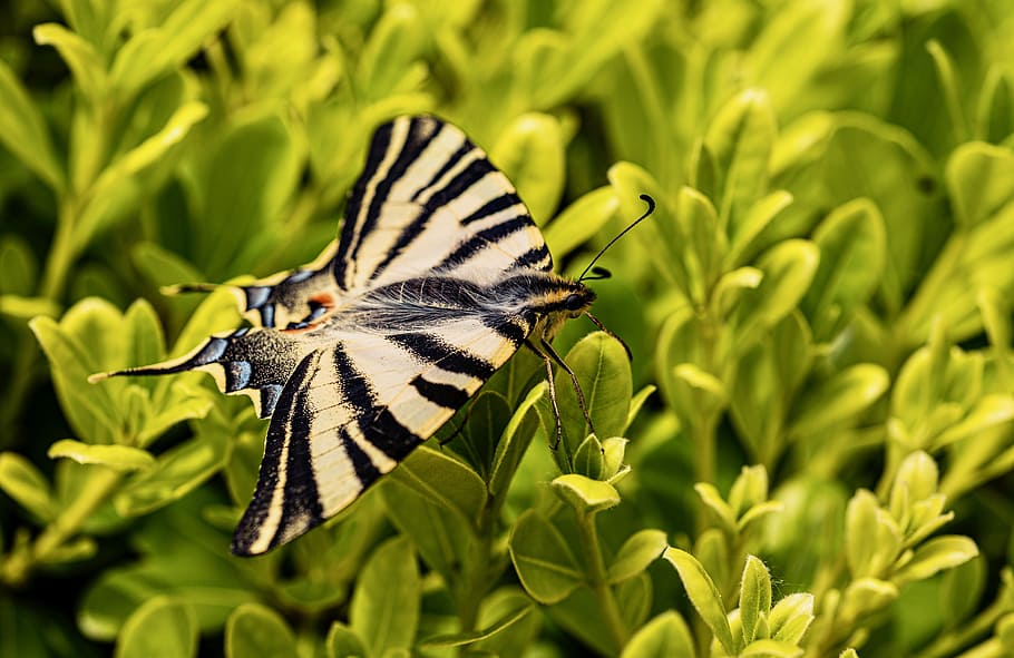 nature, butterfly, animal themes, animal wildlife, insect, animals in the wild HD wallpaper