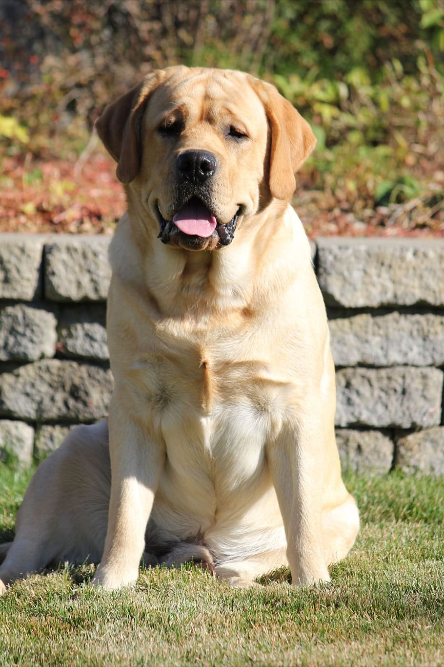 Labrador, Canine, Dog, pets, one animal, sitting, domestic animals HD wallpaper