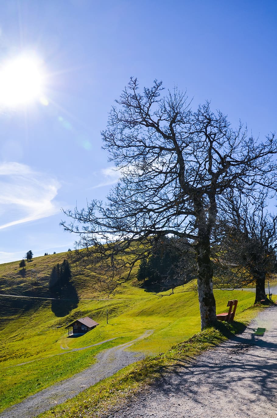 hiking, mountain meadow, tree, rest, nature, mountain hike HD wallpaper