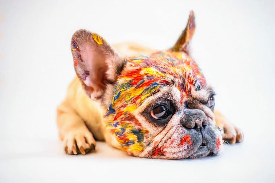 multicolored dog lying on floor, cute, pet, fun, little, french bulldog HD wallpaper