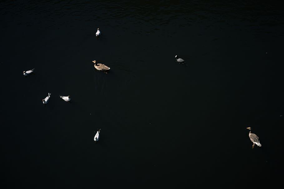 Birds on the water, abstract, animals, nature, wildlife, flying HD wallpaper