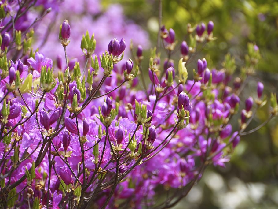 flowers, azalea, mount azalea, flowering plant, growth, vulnerability HD wallpaper