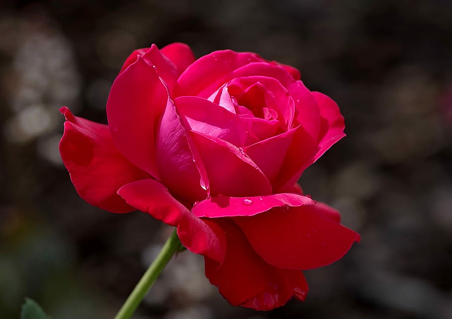 Single, rose, bright red, the petals, raspberry, purple, blooms HD wallpaper