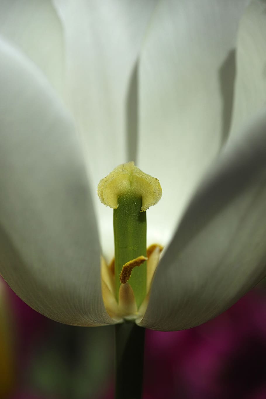Tulips, Macro, White, Park, Chan, beautiful, landscape, nature HD wallpaper