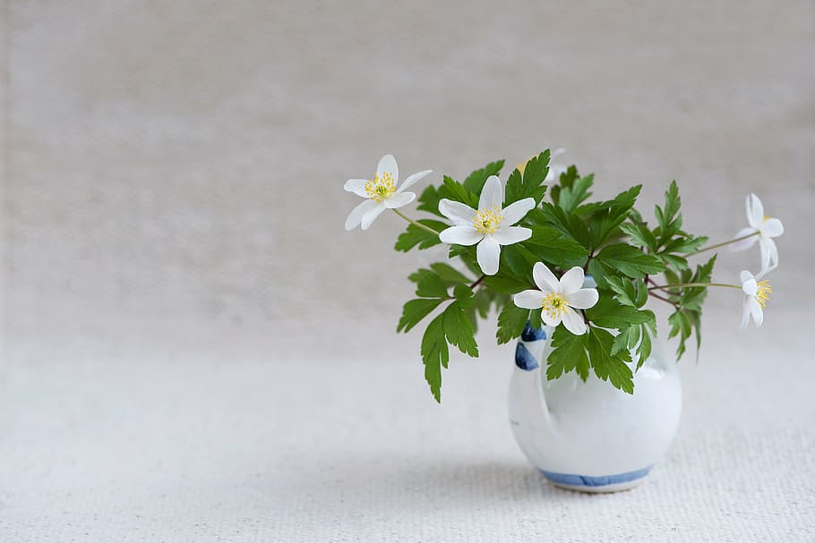 white petaled flowers on white ceramic vase, bush-windröschen