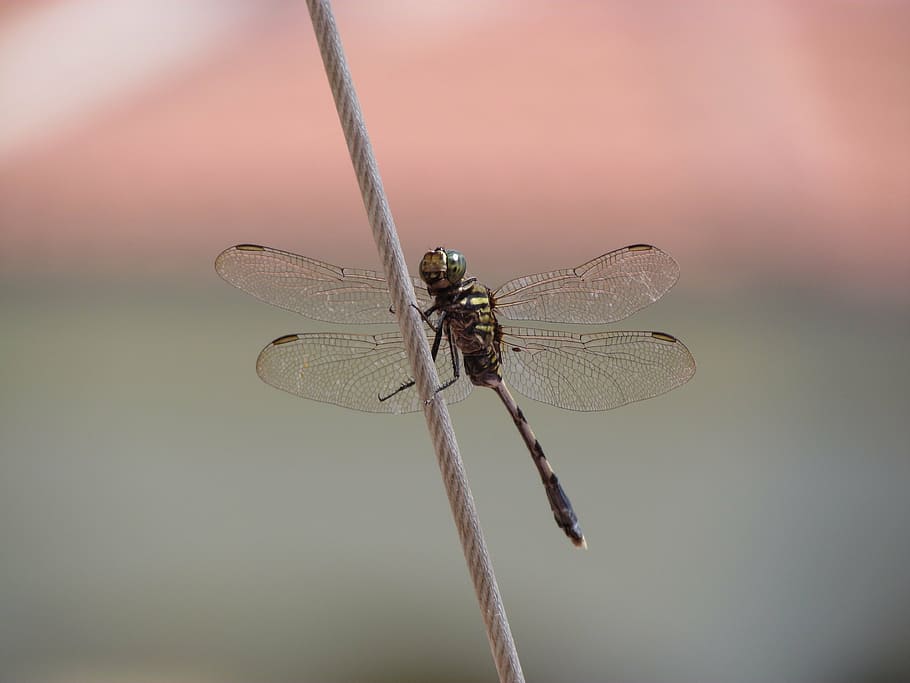 dragonfly, animal, close-up, insect, animal wing, animal themes HD wallpaper