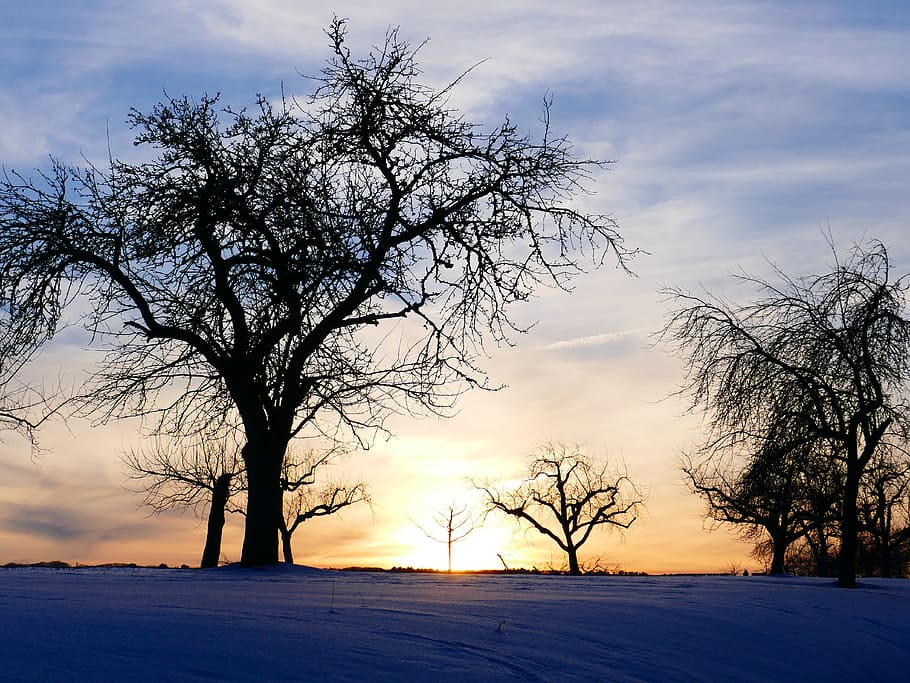 winter mood, tree, sunset, kahl, snow, cold, sky, wintry, branches HD wallpaper
