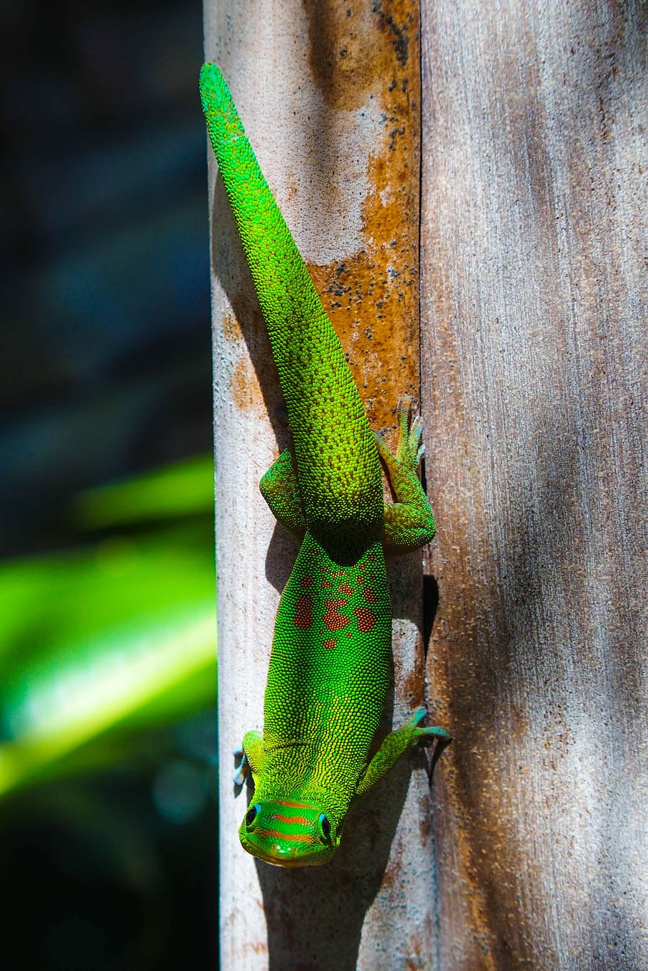 green skink on brown wood plank, close-up photography of green lizard during daytime HD wallpaper